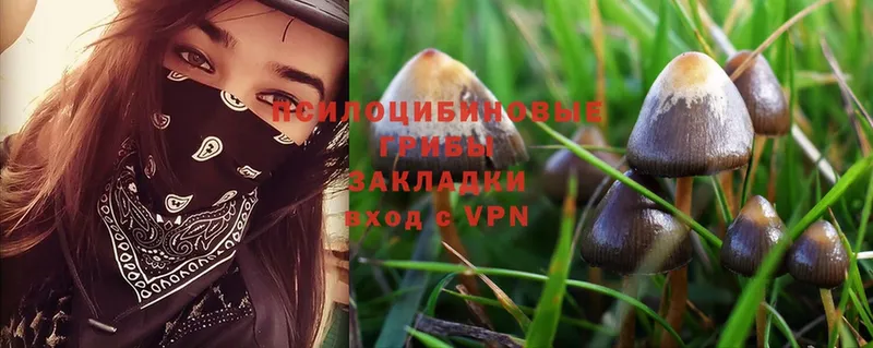 мега ССЫЛКА  Абаза  Псилоцибиновые грибы Psilocybe 